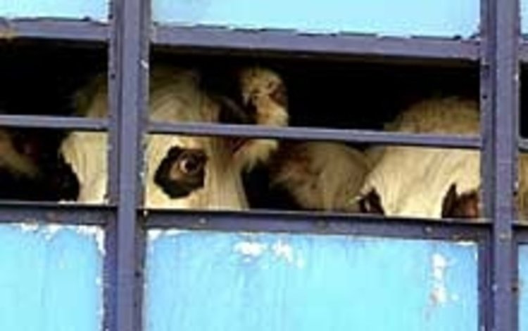 Телета си пътуват из Кърджалийско в „Мерцедес“, нямат документи