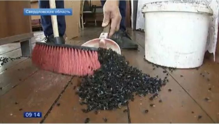 Мухокалипсис: Ужасяващо нашествие на крилата напаст в руско село