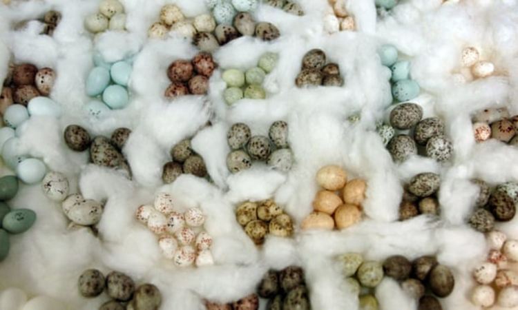 Защо яйцата са в различни цветове?