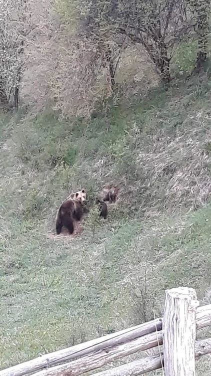Мечка с две мечета позира за снимки край Могилица.За радост или страх е?