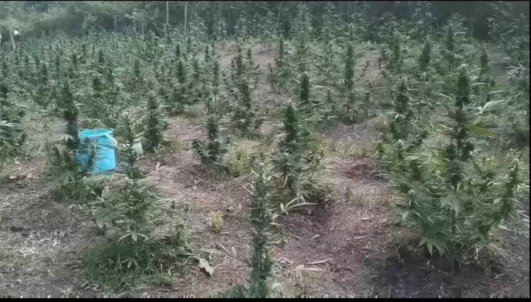 Задържаха двама мъже, отглеждали канабис край Меричлери
