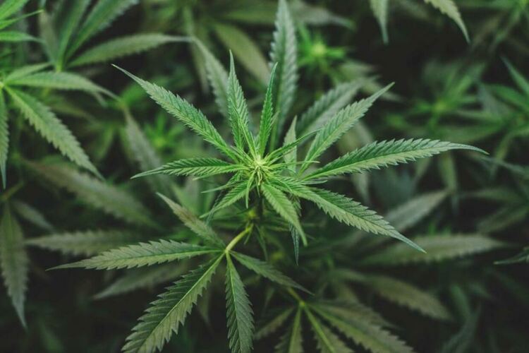 Двама са задържани за притежаване на наркотични вещества от служители на РУ – Радомир