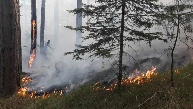При пожари през уикенда спасиха сгради и 20 декара иглолистна гора