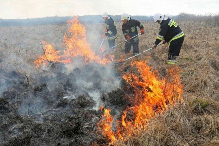 Пожарникари спасиха гора и пчелини при инцидент край Чепеларе