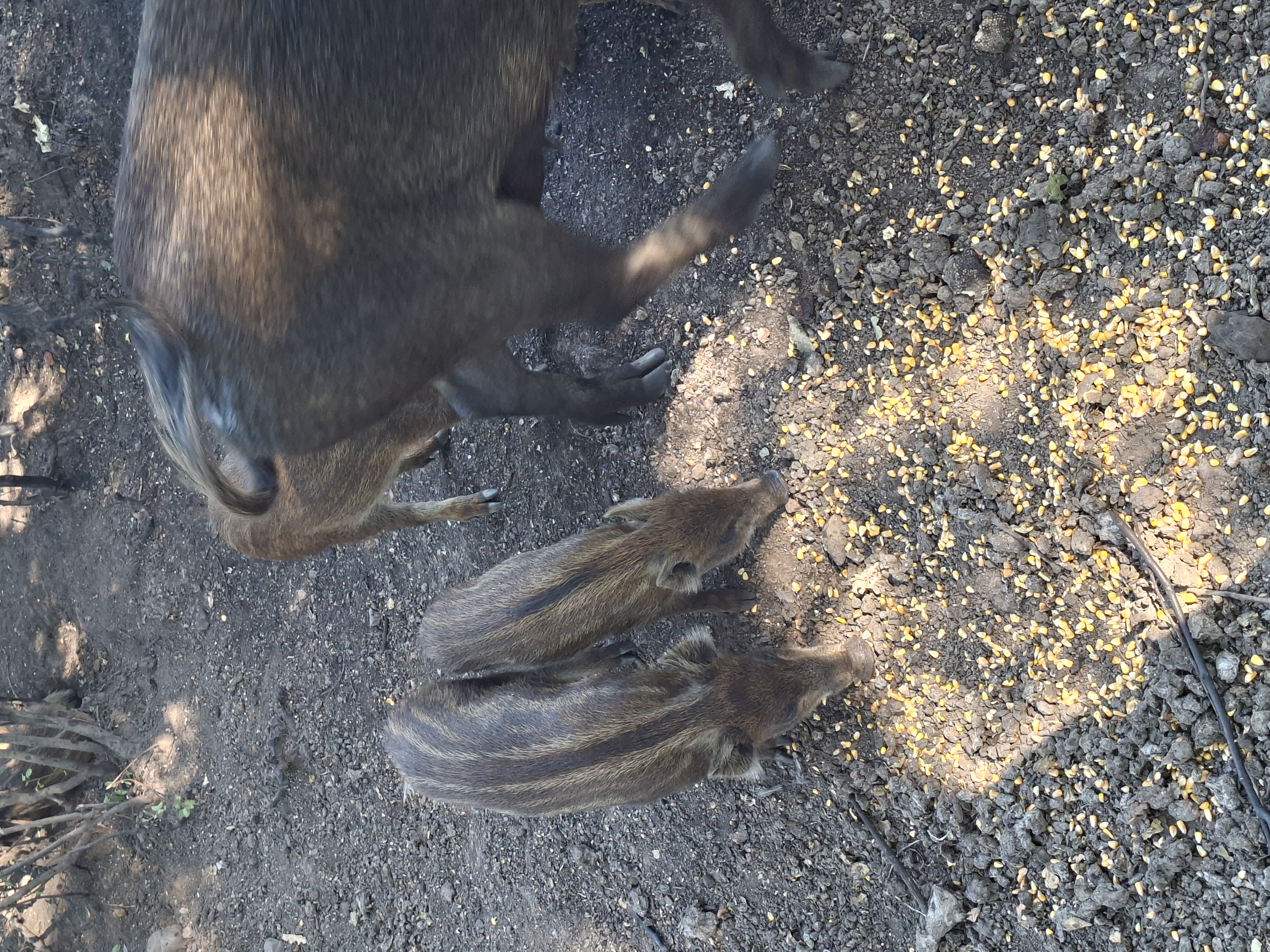 Малки прасета